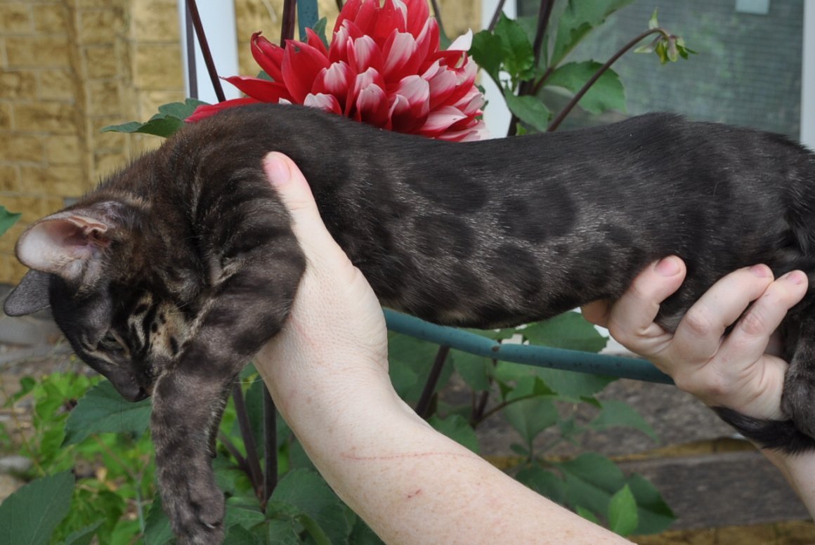 Бенгальские котята недельные