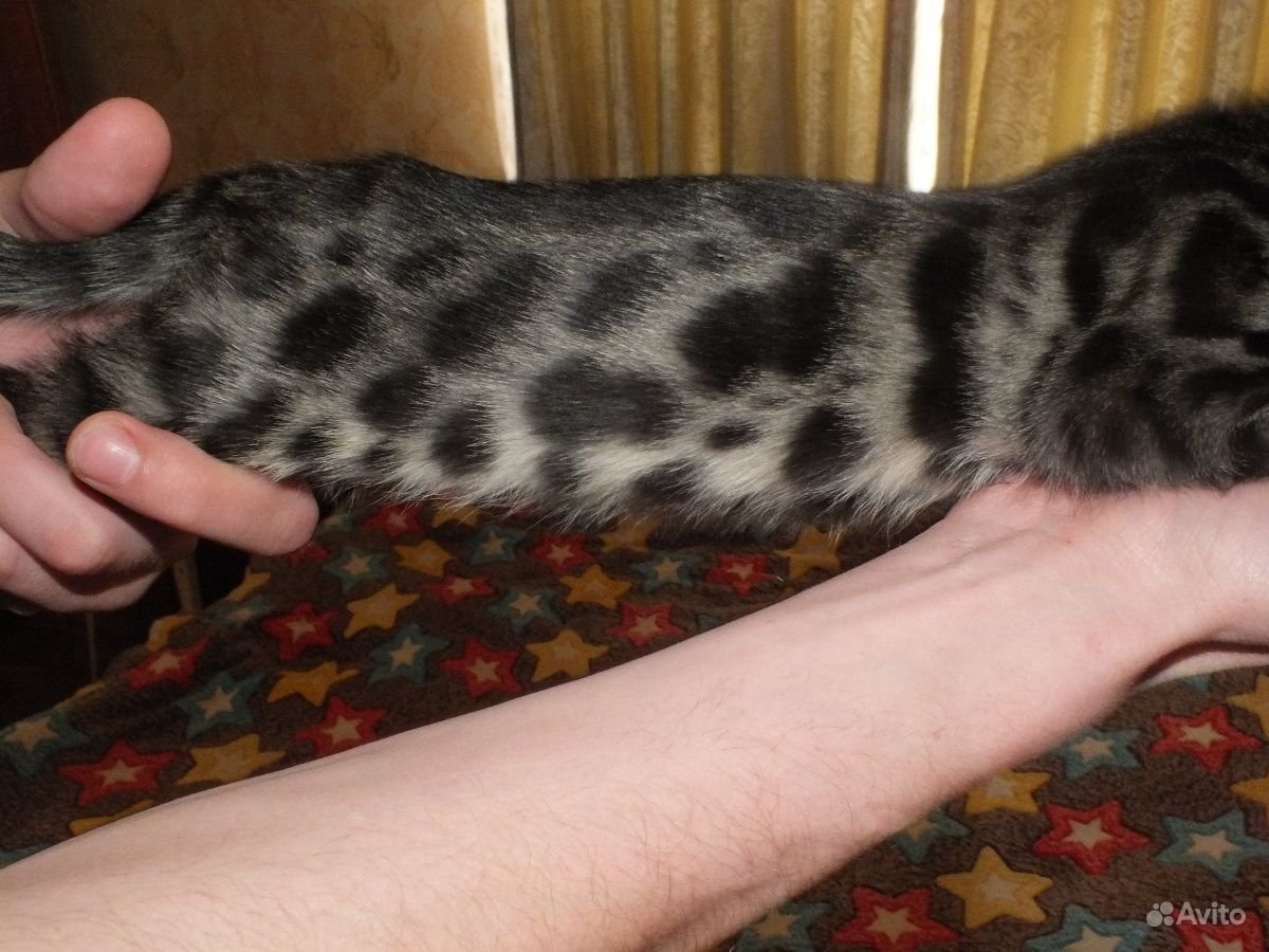 Бенгальская кошка меланистик