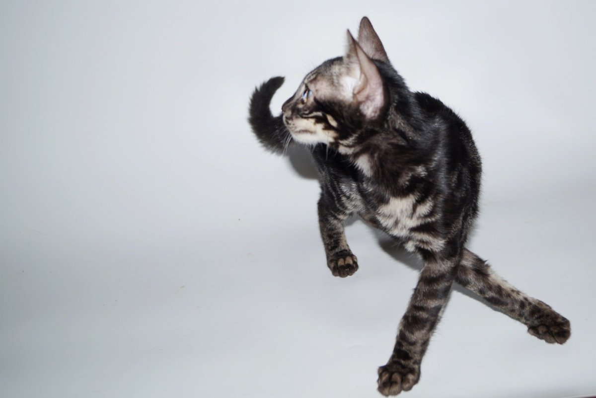 Бенгальская кошка Ориентал