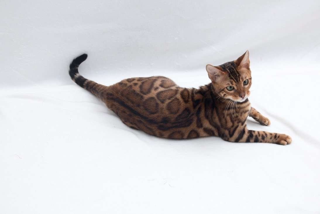 Бенгальская кошка меланистик черная пантера