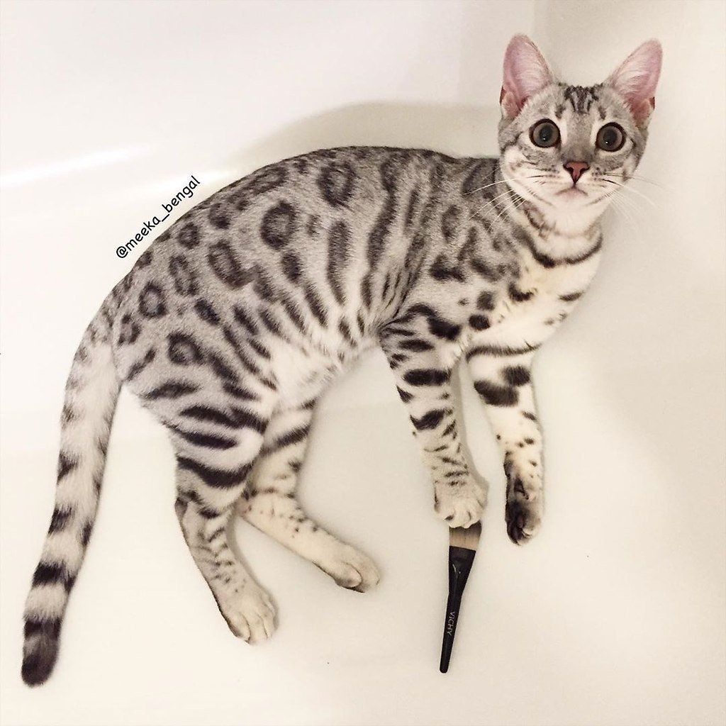 Бенгальская кошка меланистик