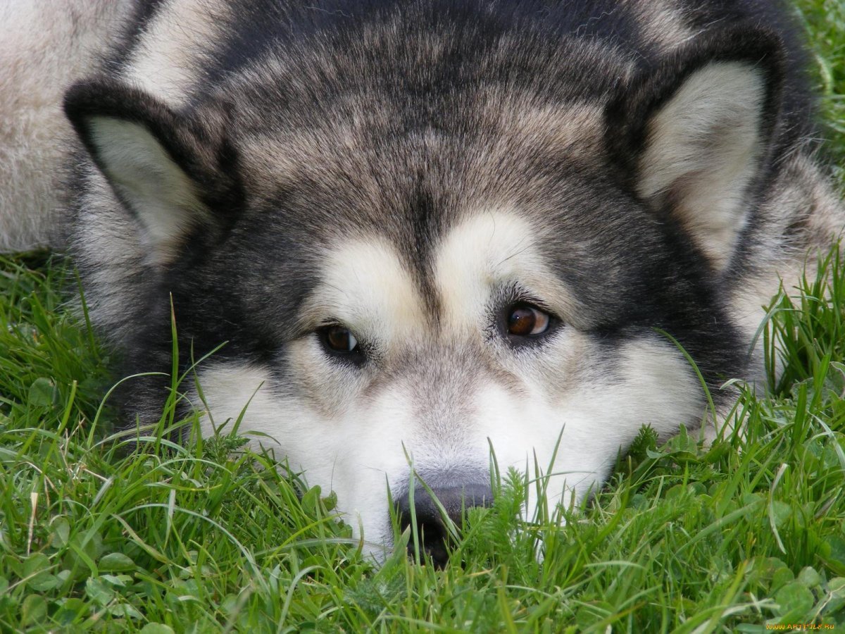Лайка Аляскинский маламут