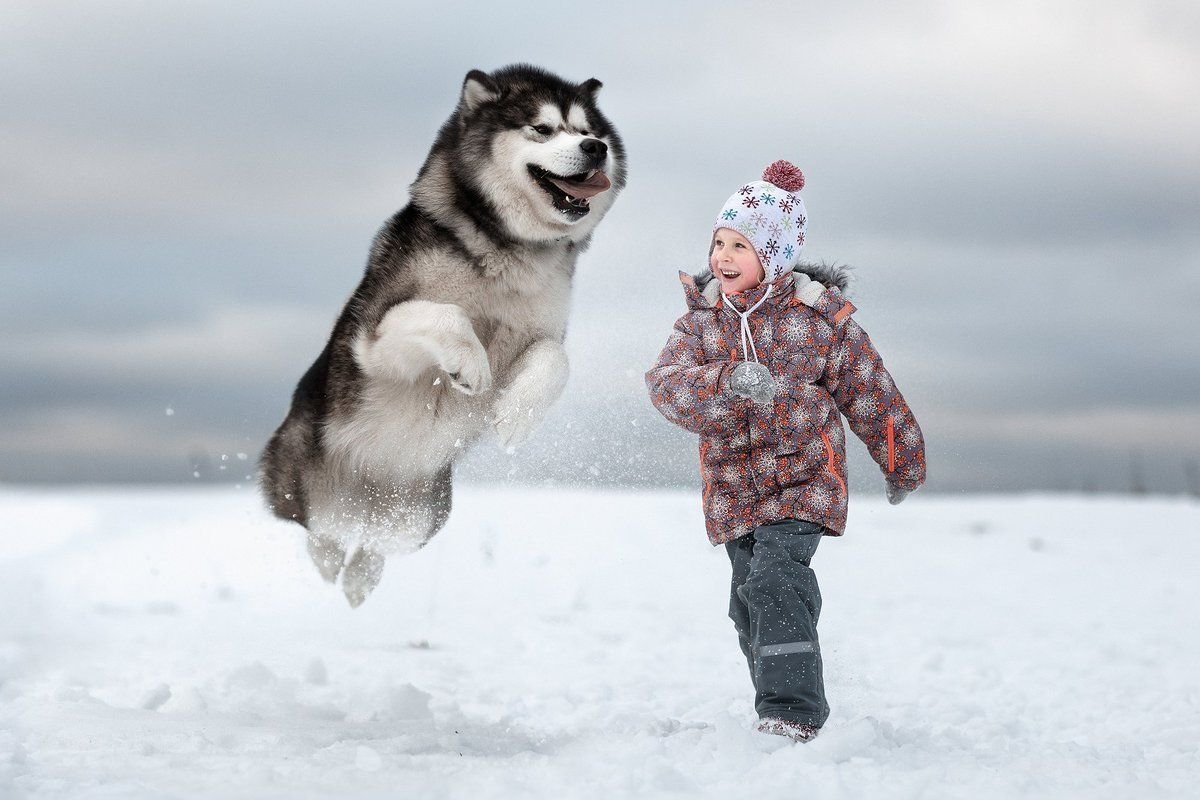 Аляскинский маламут на природе