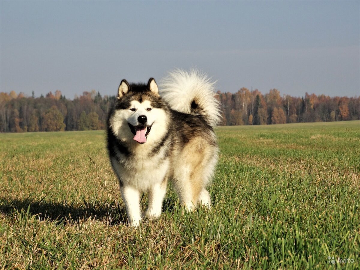 Ездовые собаки породы маламут