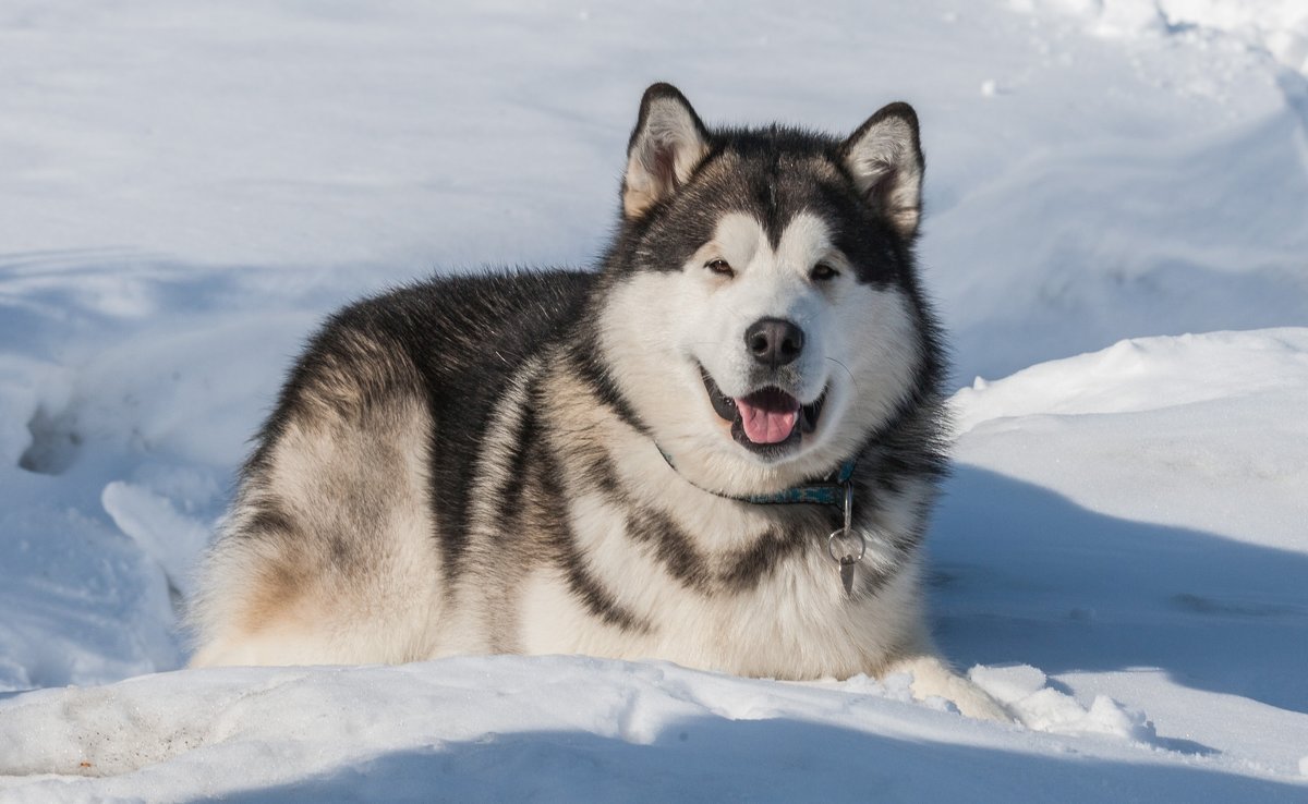Аляскинский маламут
