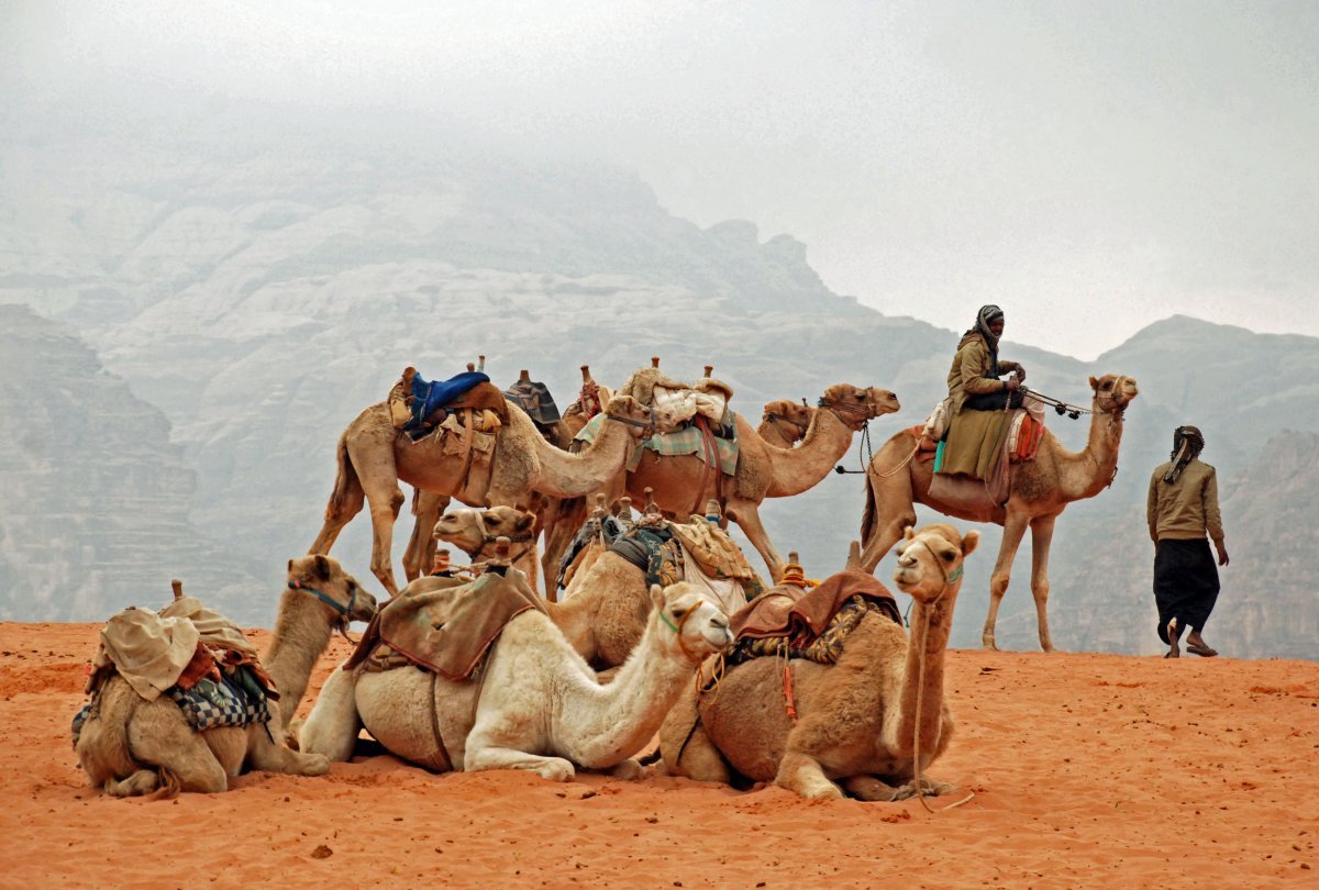 Бедуин с верблюдом в пустыне