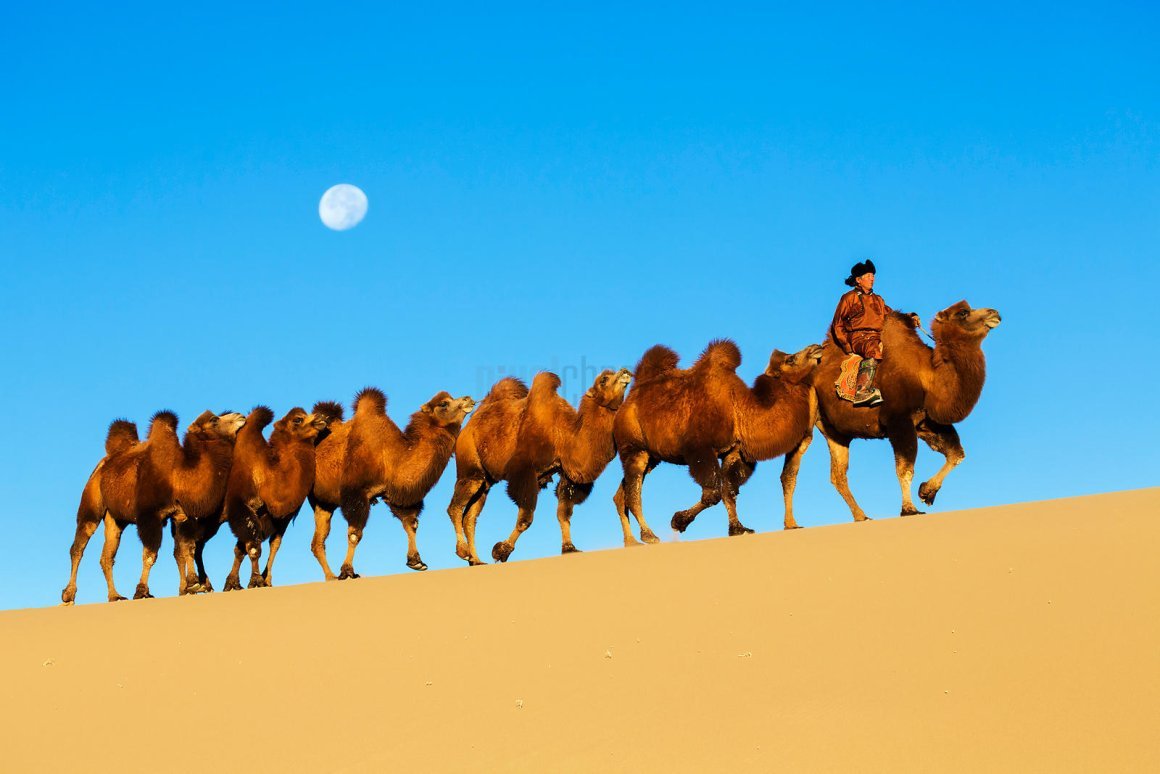 Пустыня Гоби Верблюды