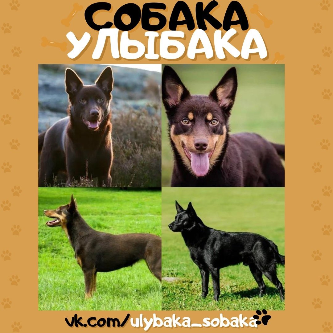 Австралийская овчарка келпи крапчатая