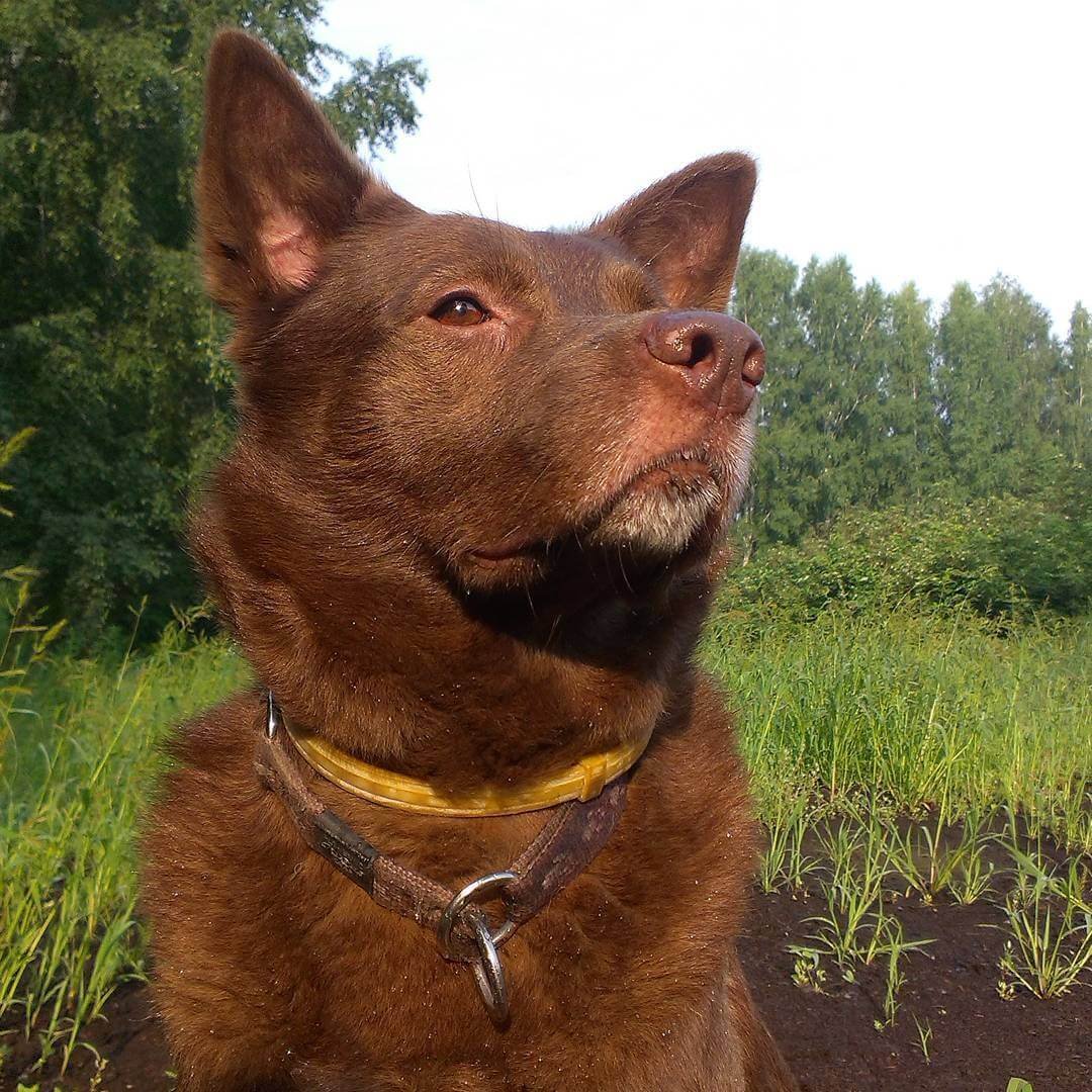 Рыжий пес фильм 2011