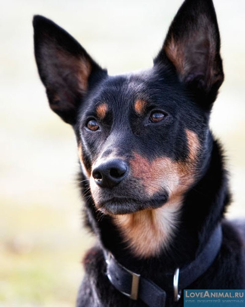 Австралийская колли