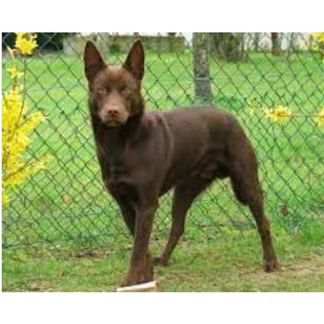 Порода австралийский келпи