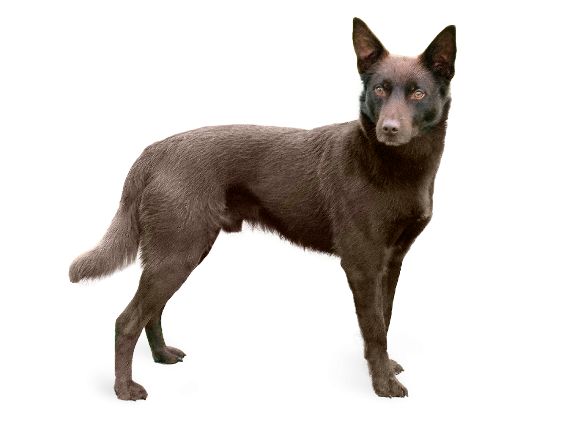 Австралийский келпи дымчато голубой