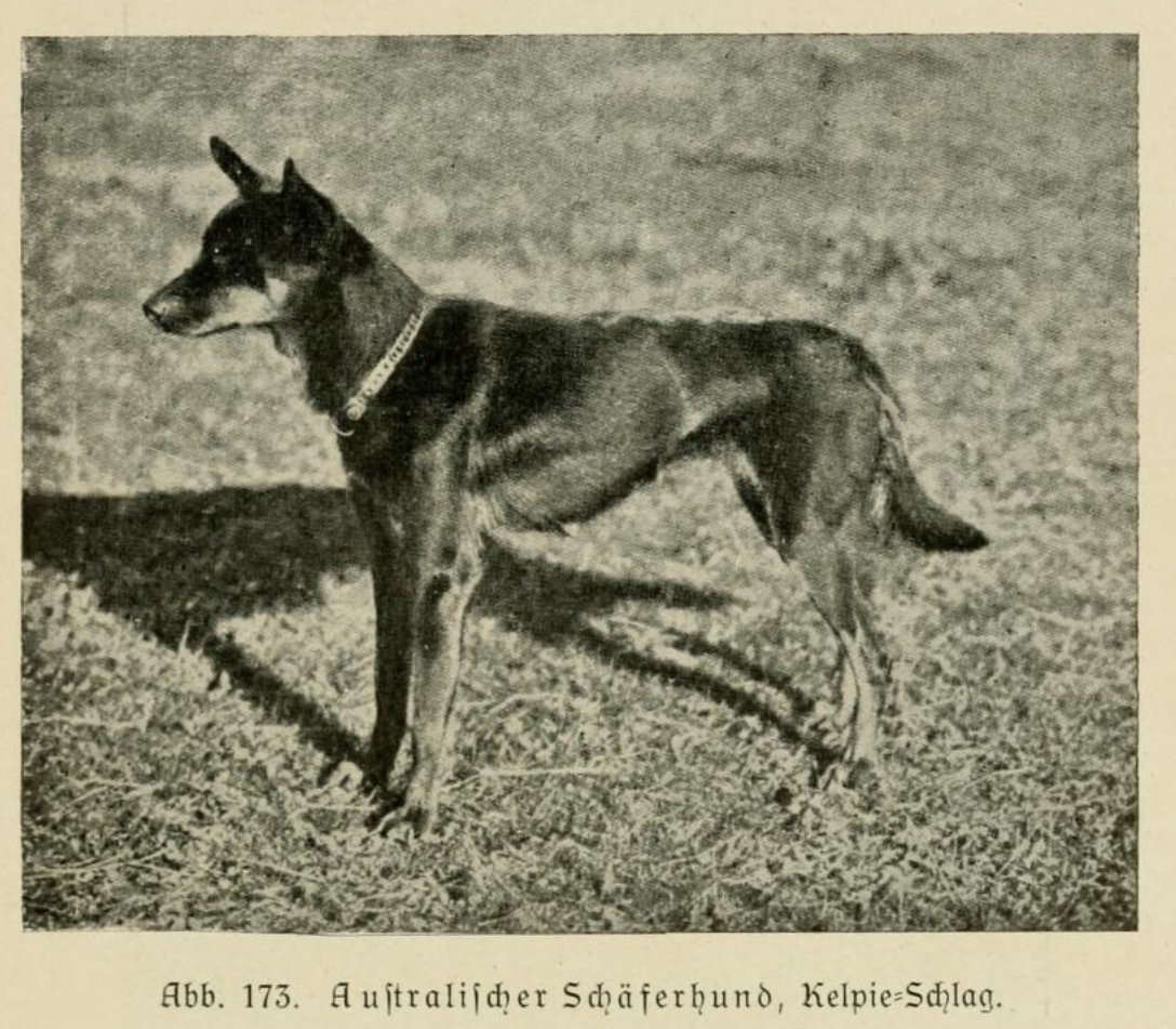 Австралийский келпи