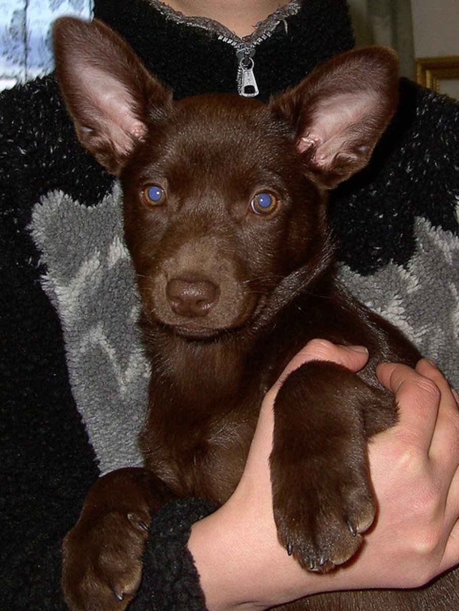 Австралийский келпи