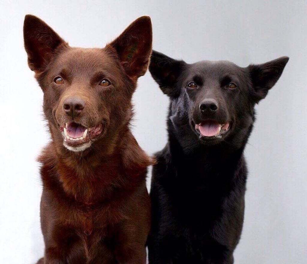 Австралийская овчарка келпи