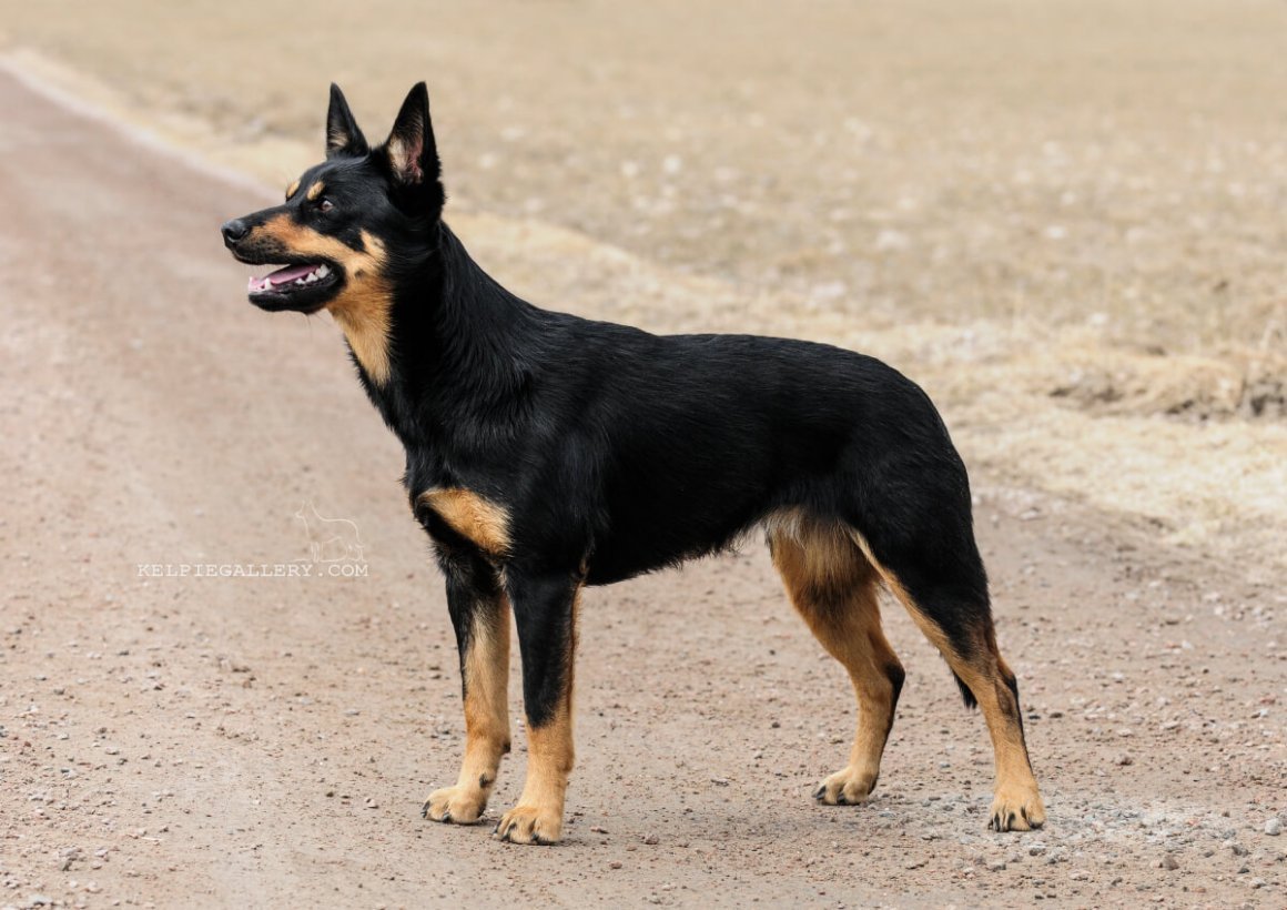 Рыжий пес реальные фото