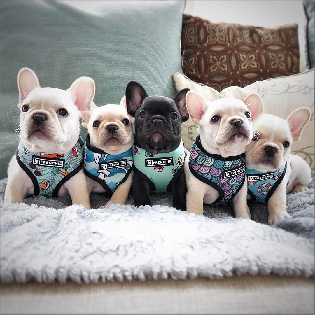 Картина по номерам бульдог в очках