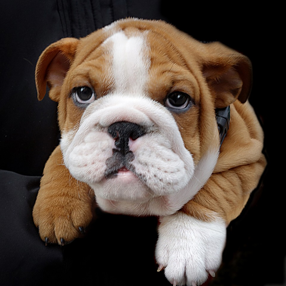 Щенки французского бульдога флаффи