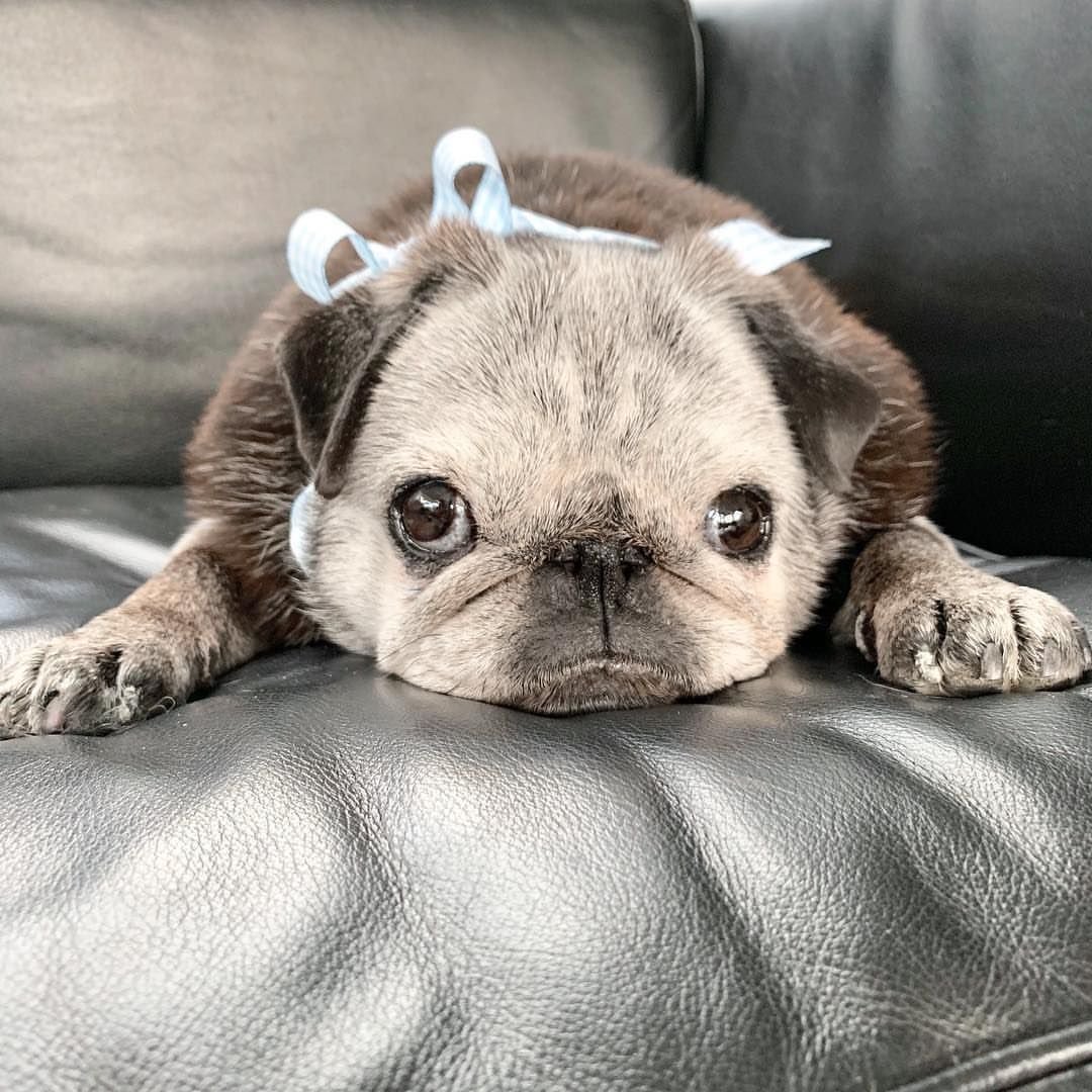 Метис корги и французского бульдога