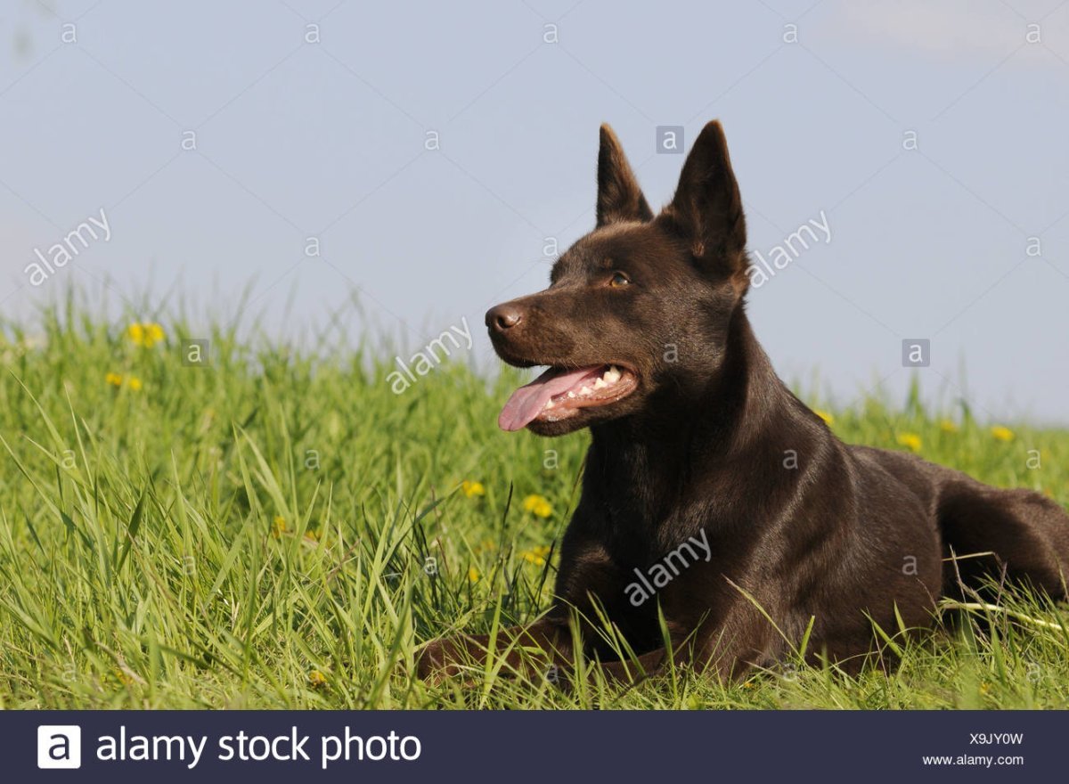 Неон австралийский келпи