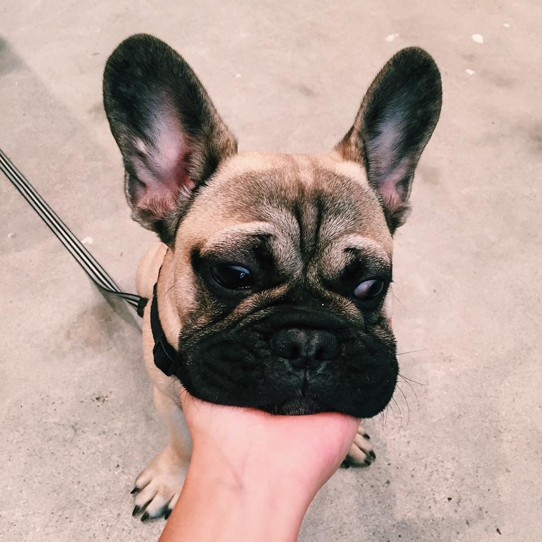 Английский бульдог картина