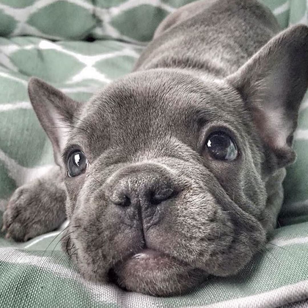 Длинношерстный бульдог