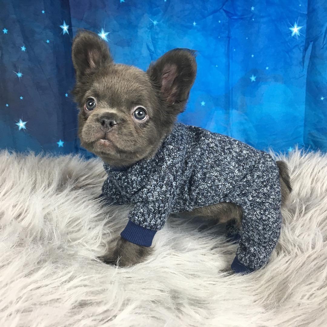 Флаффи бульдог