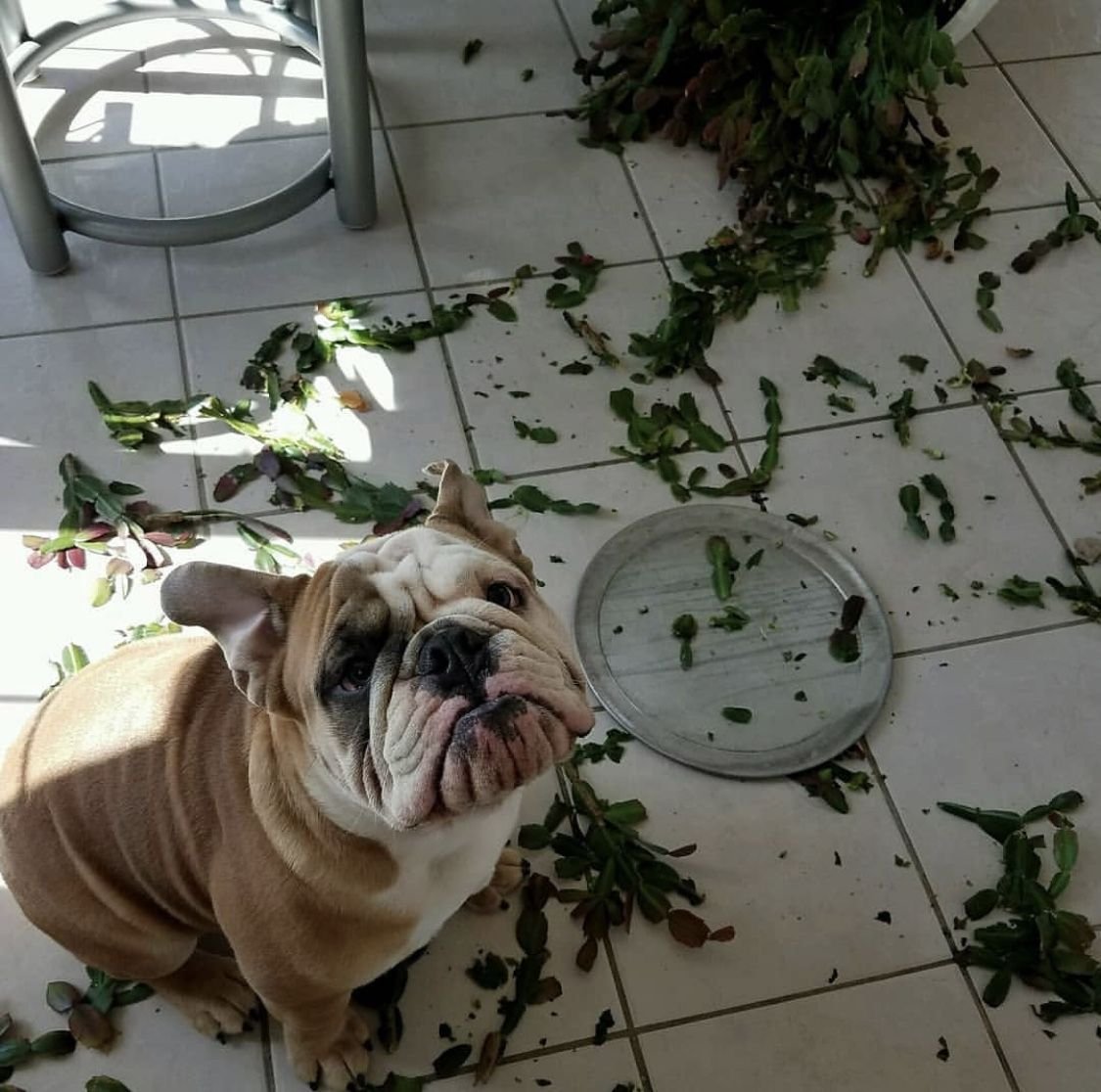 Флаффи французский бульдог