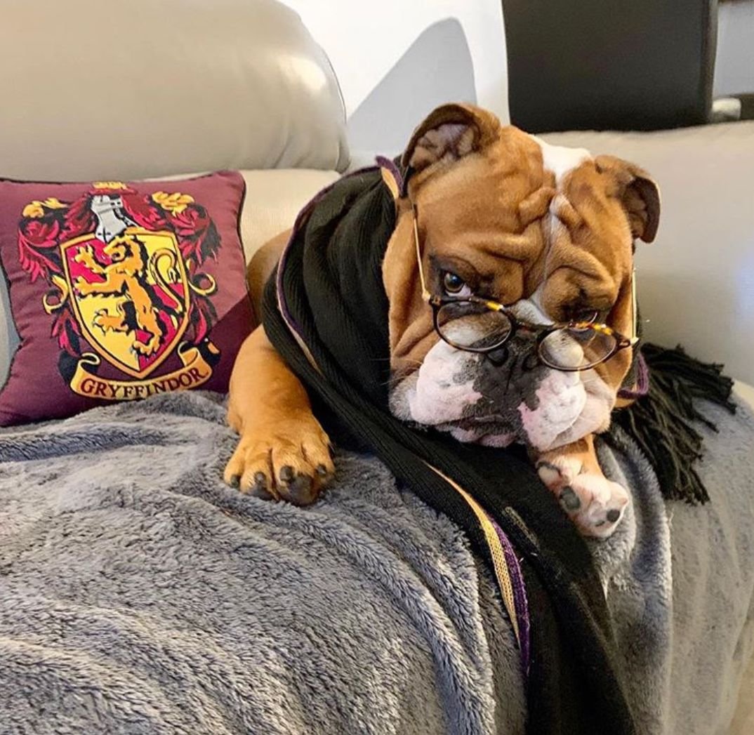 Фотосессия с французским бульдогом