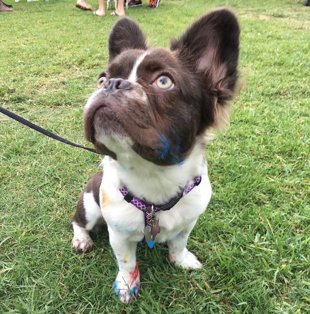 Смешная одежда для бульдога