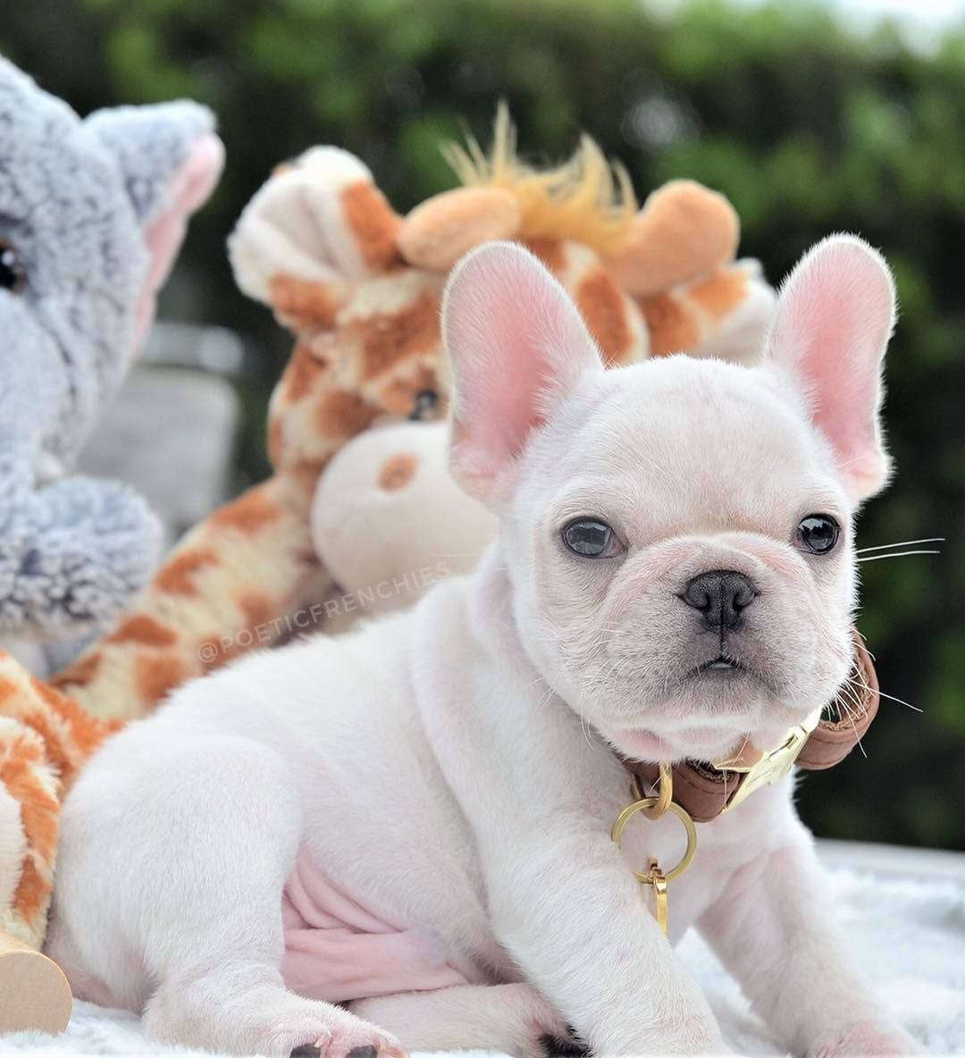 Французский бульдог Мерль