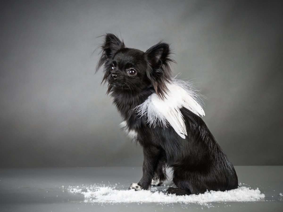 Французский бульдог Мерль