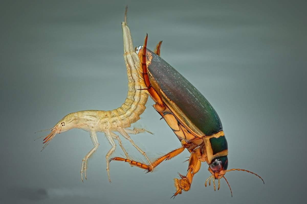 Личинка жука плавунца