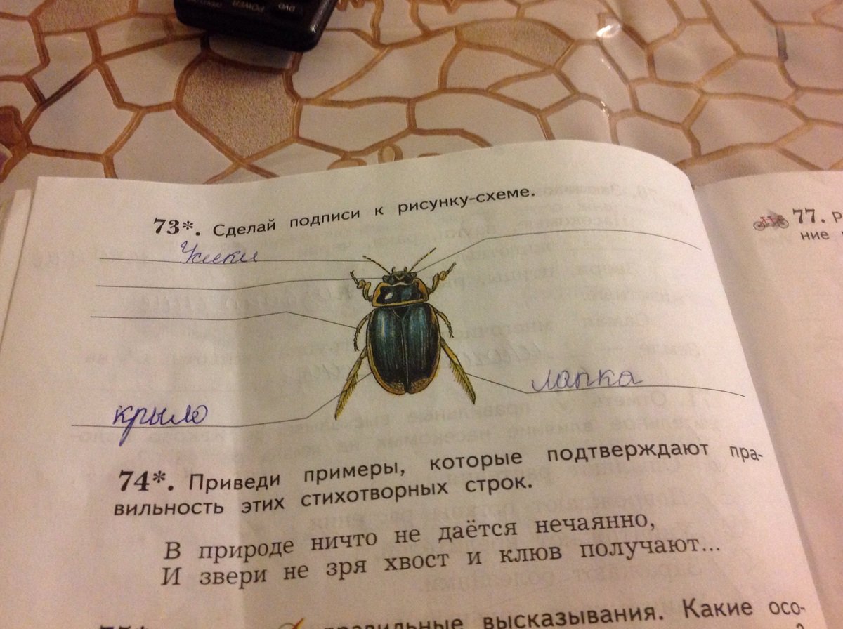 Жук плавунец подписи к рисунку-схеме