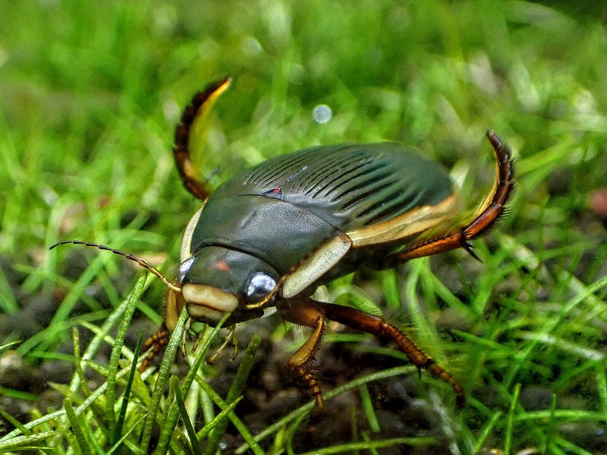 Фото жука- плавунцы крупным планом в хорошем качестве