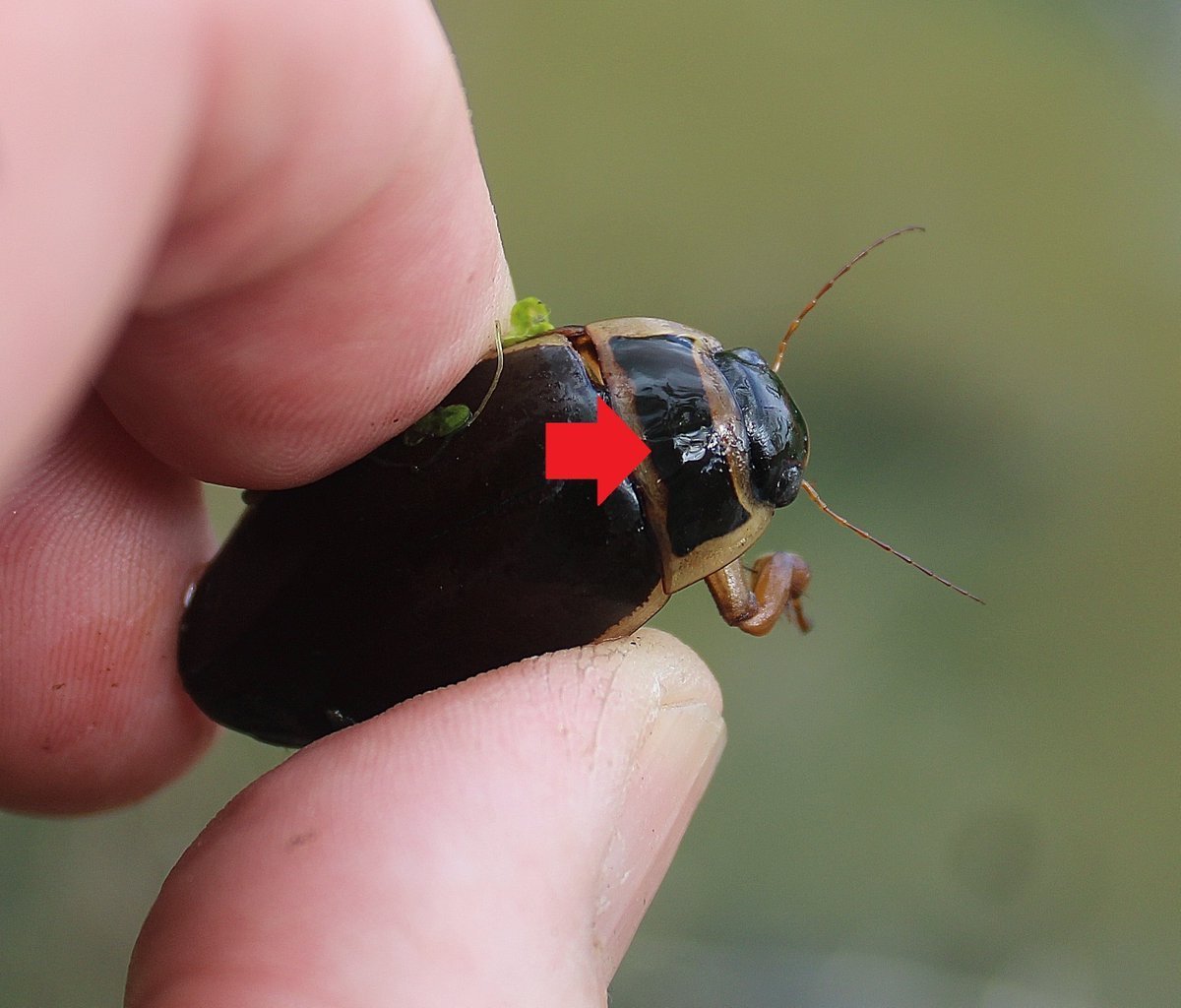 Куколка жука плавунца