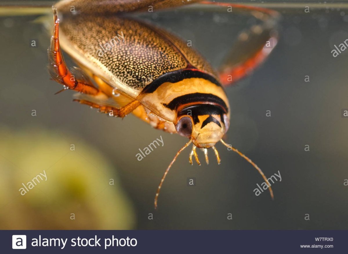 Жук-плавунец хищник