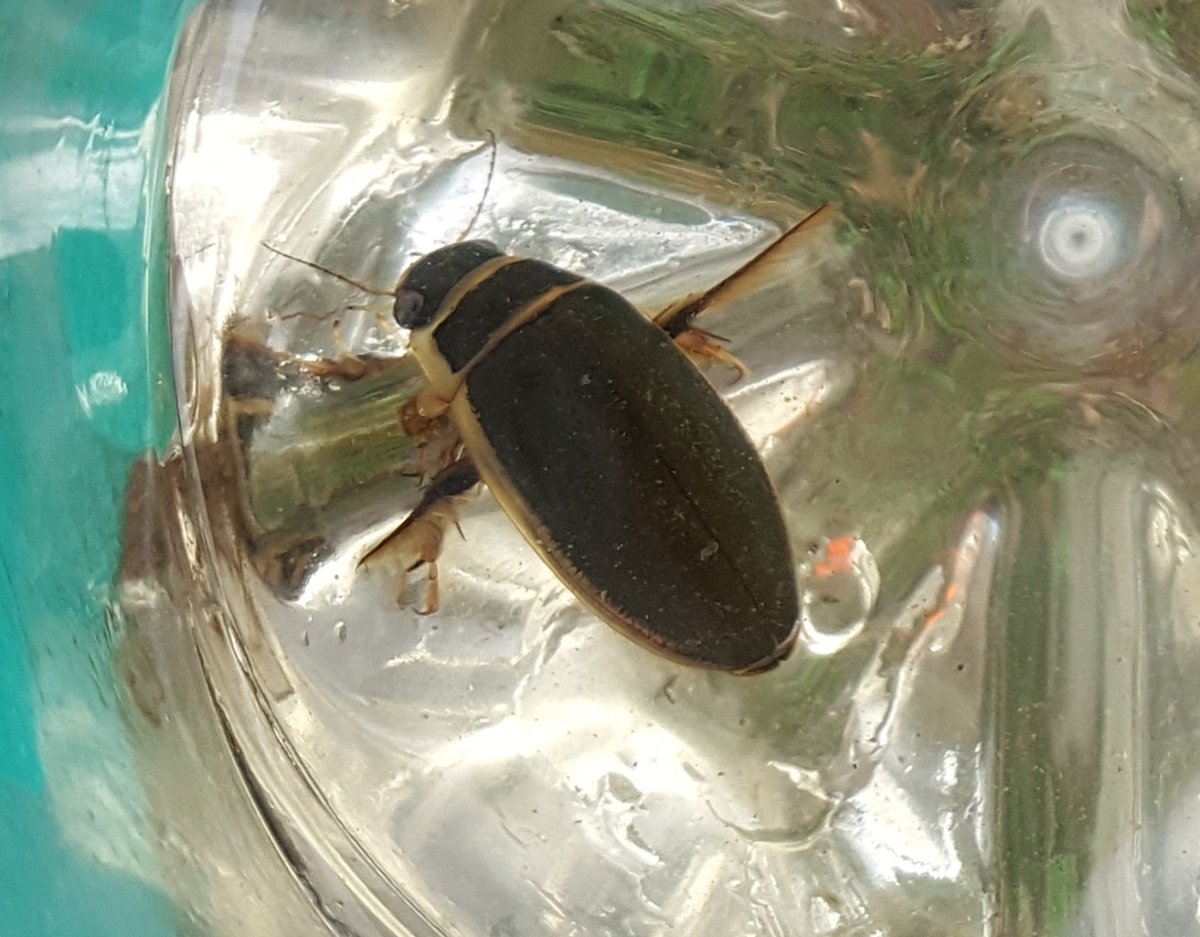 Жук плавунец гладкий circumflexus