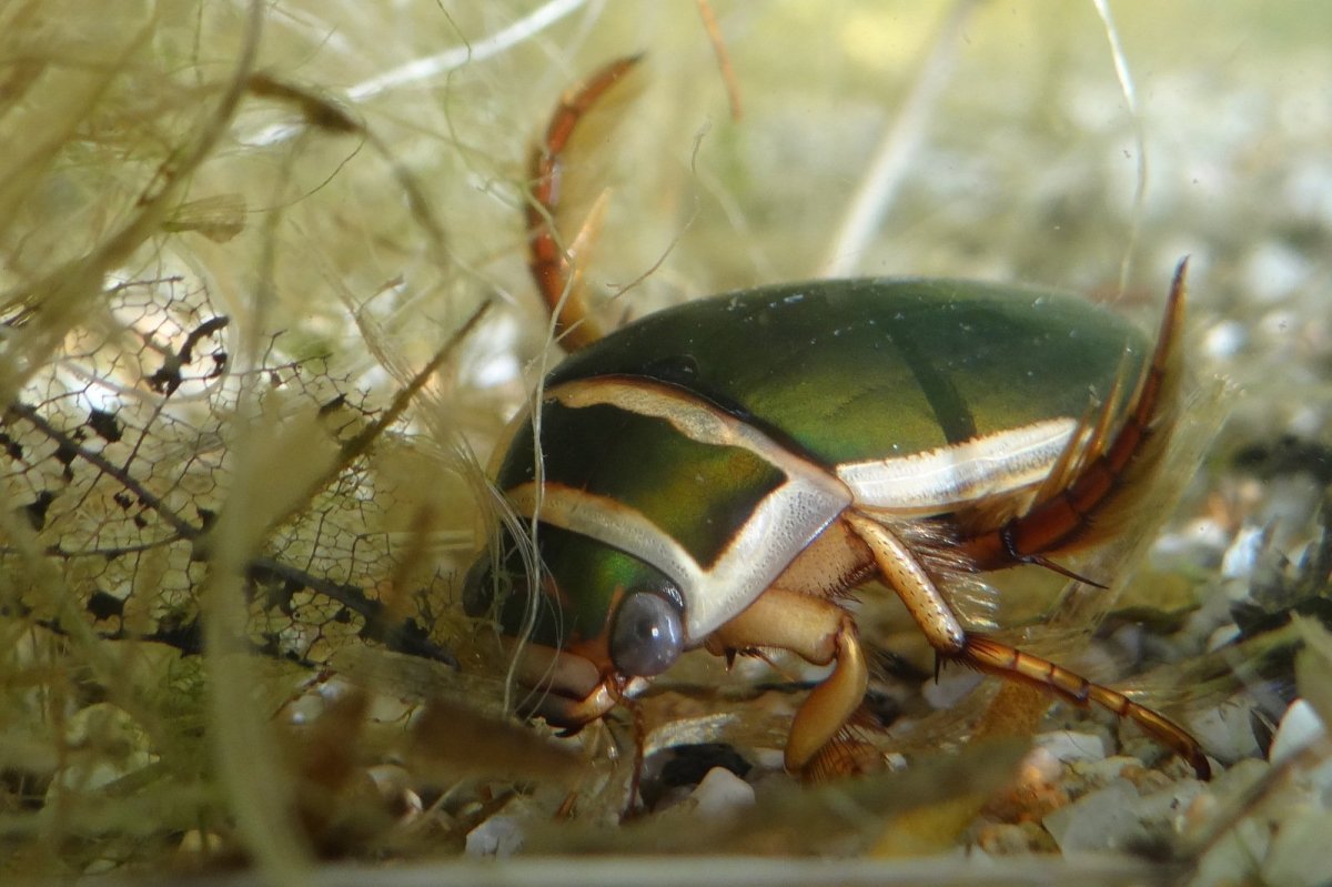 Жук плавунец