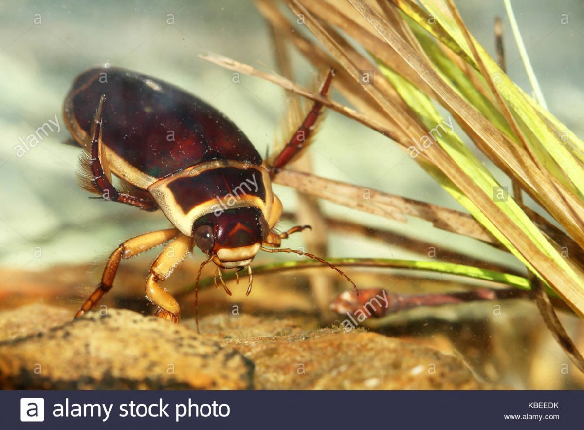 Личинка жука плавунца