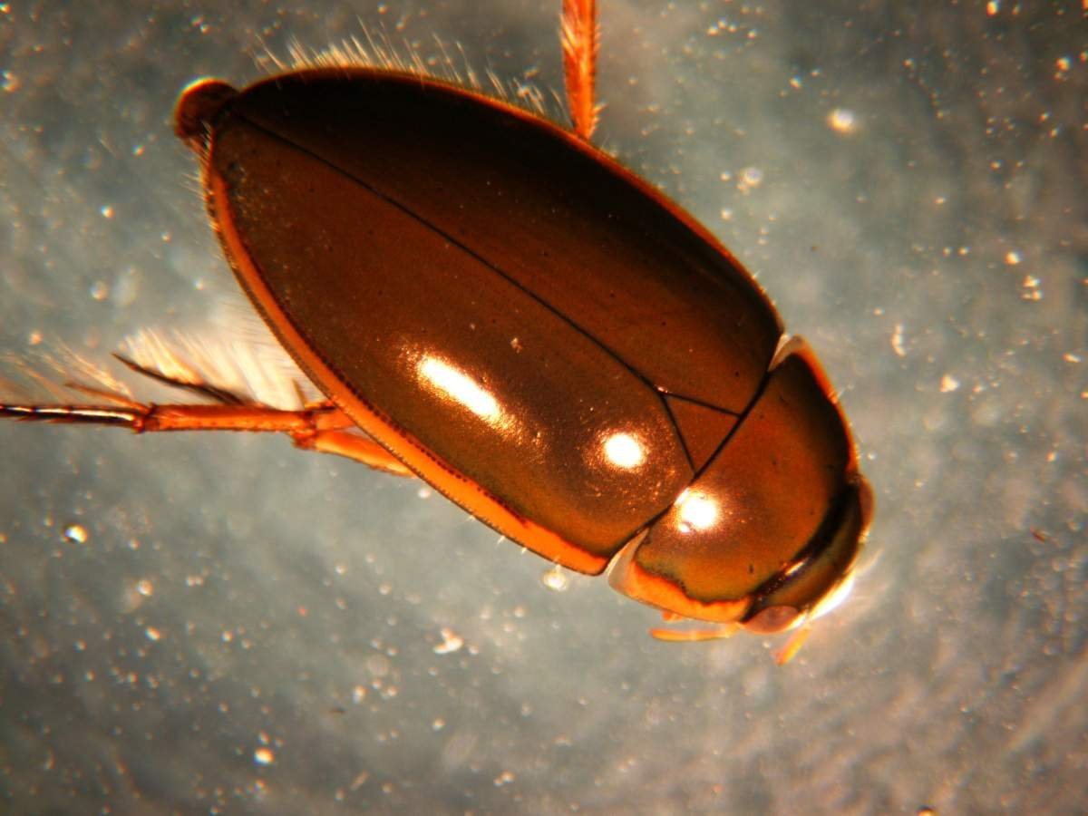 Жук водолюб большой