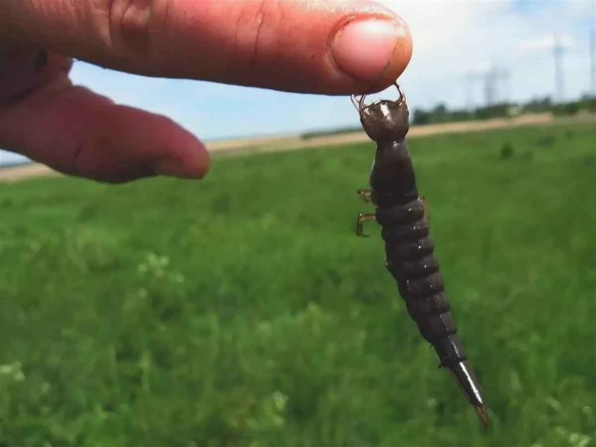 Личинка жука плавунца