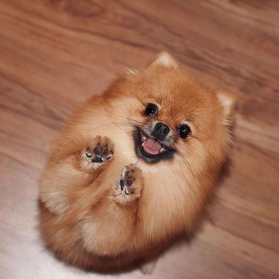 Шпиц померанский улыбка