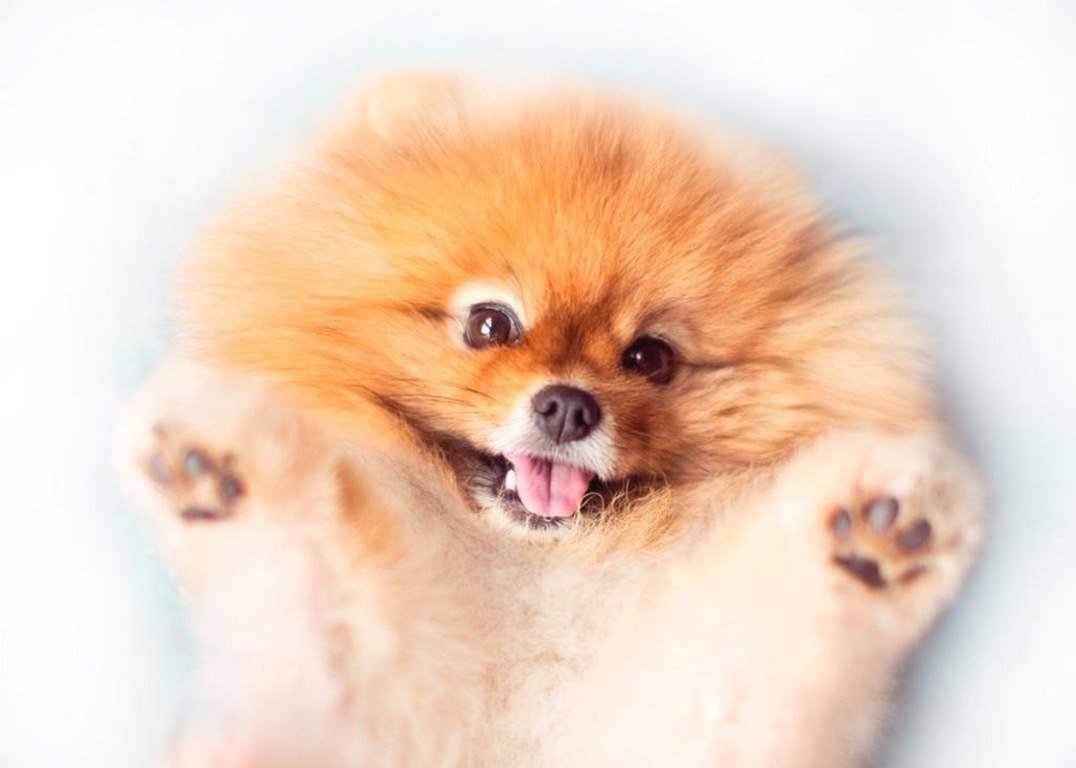 Папийон порода собак