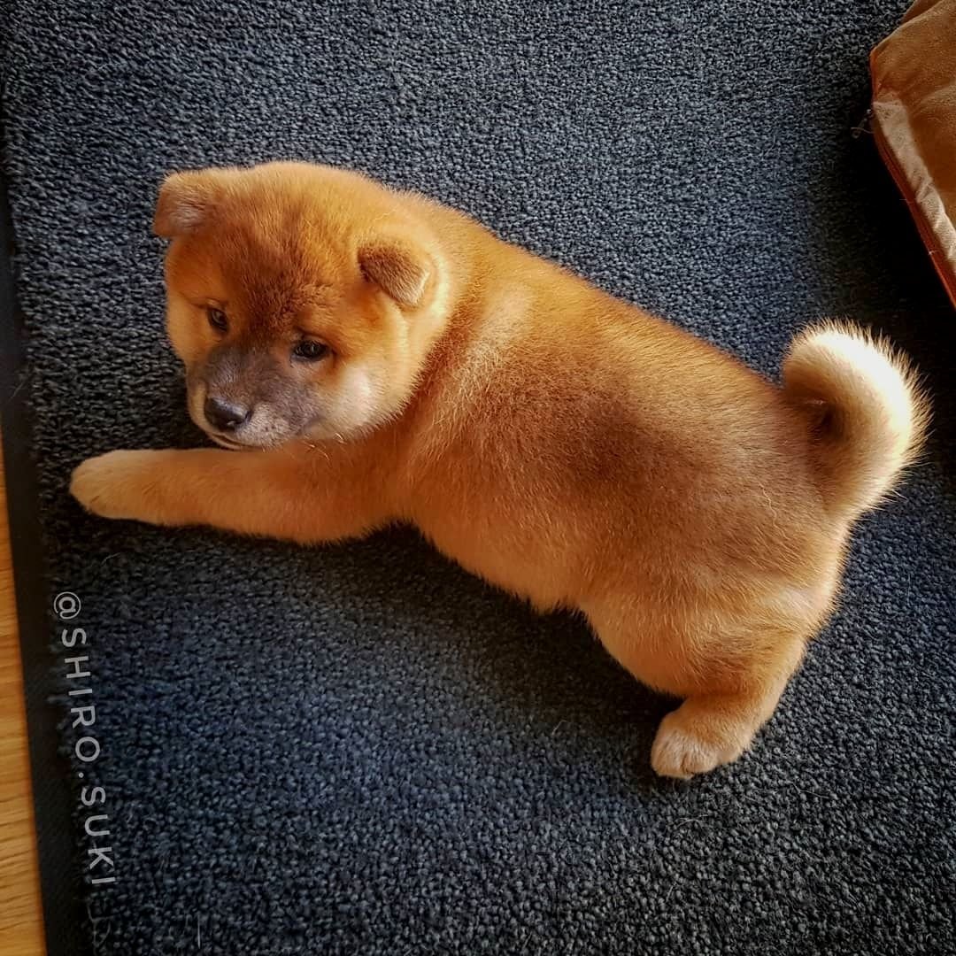 Рыжий щенок