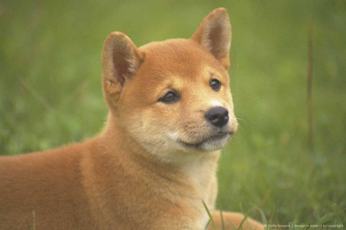 Карликовый шпиц флаффи