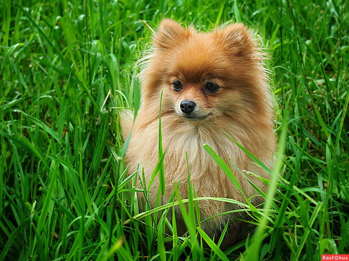 Померанский шпиц Лисичка