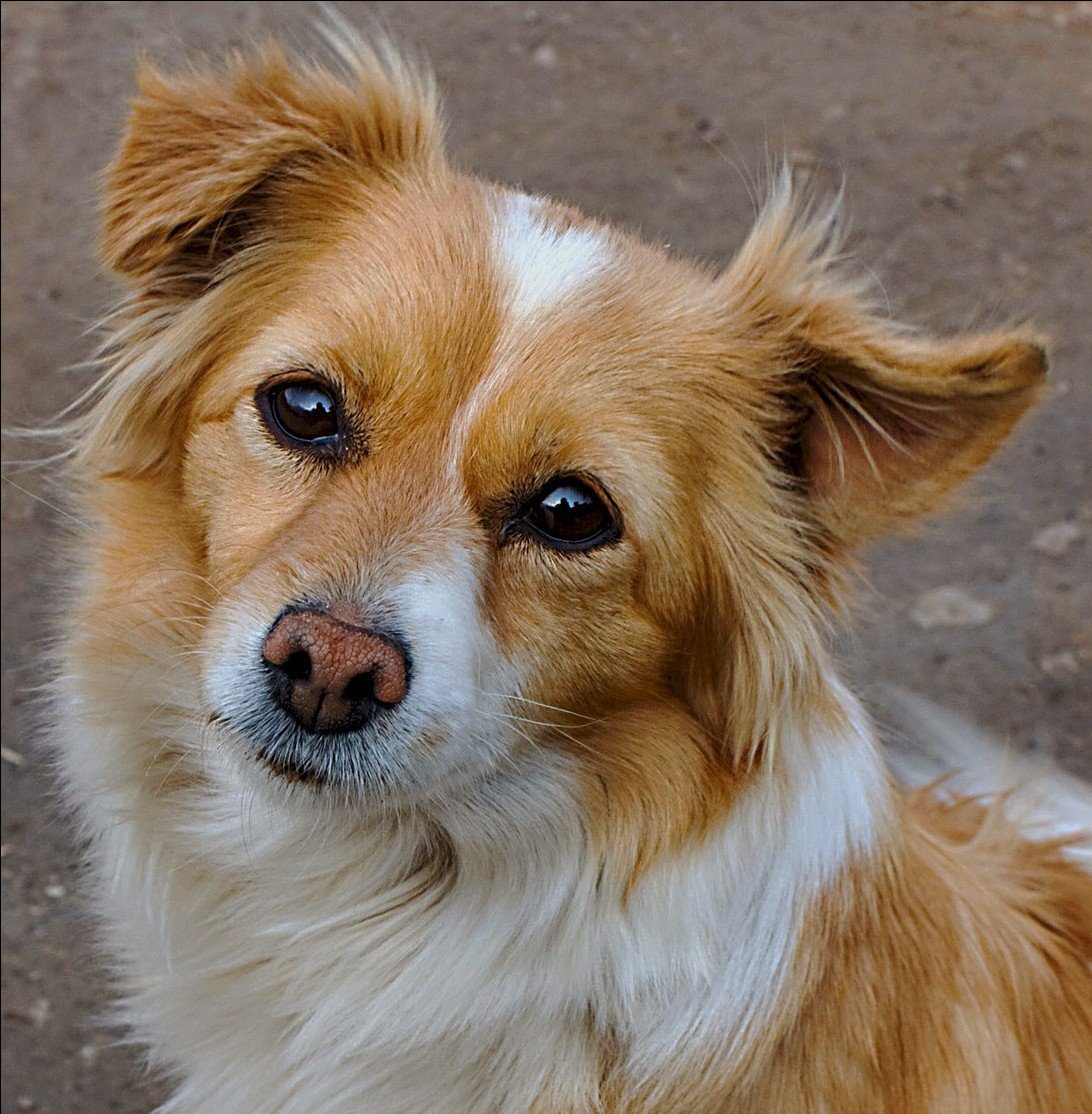 Маленькая рыжая собака порода