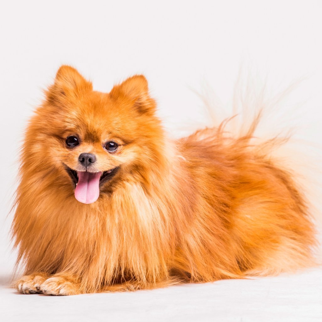 Померанский шпиц на природе