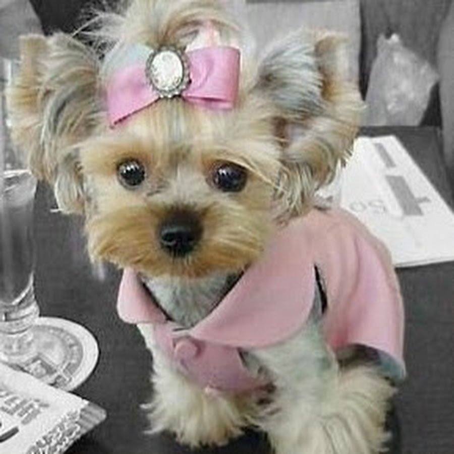 Йоркширский терьер гламур